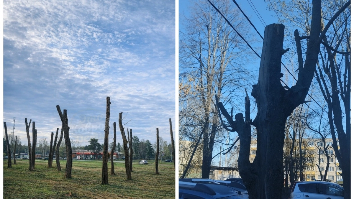 Обрезка деревьев в стиле а-ля Стоунхендж возмутила владимирцев и ковровчан