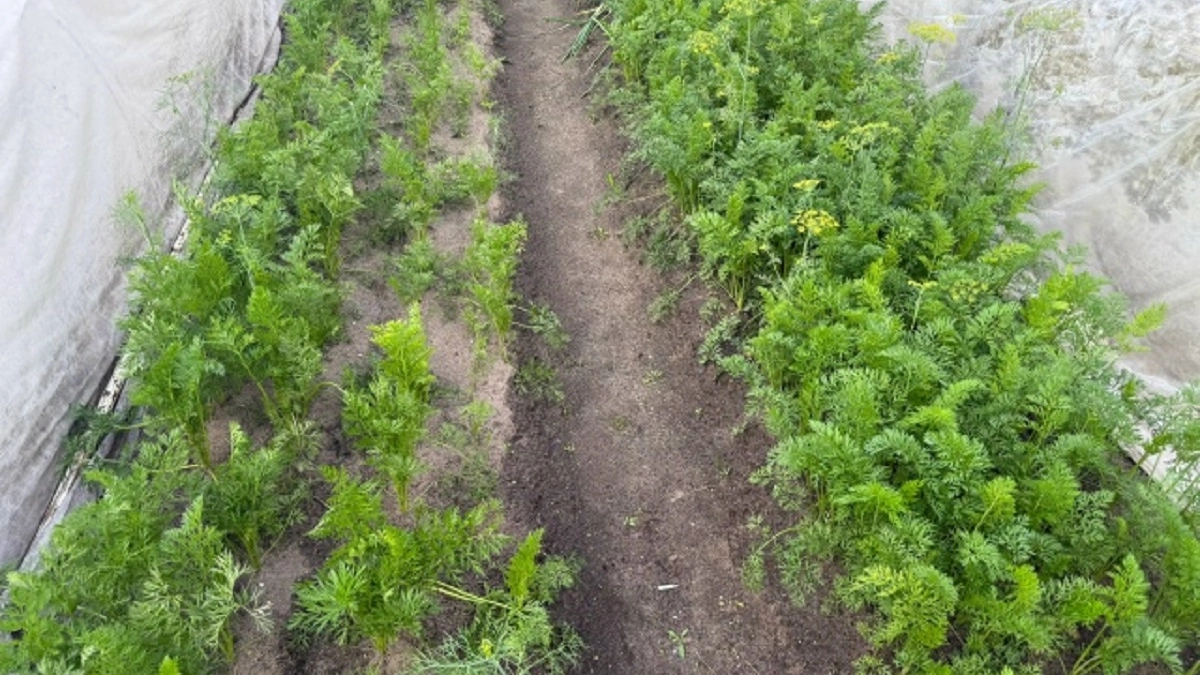 Сею морковь банкой — и горя не знаю: старый дедовский способ со времён СССР, который спасает спину