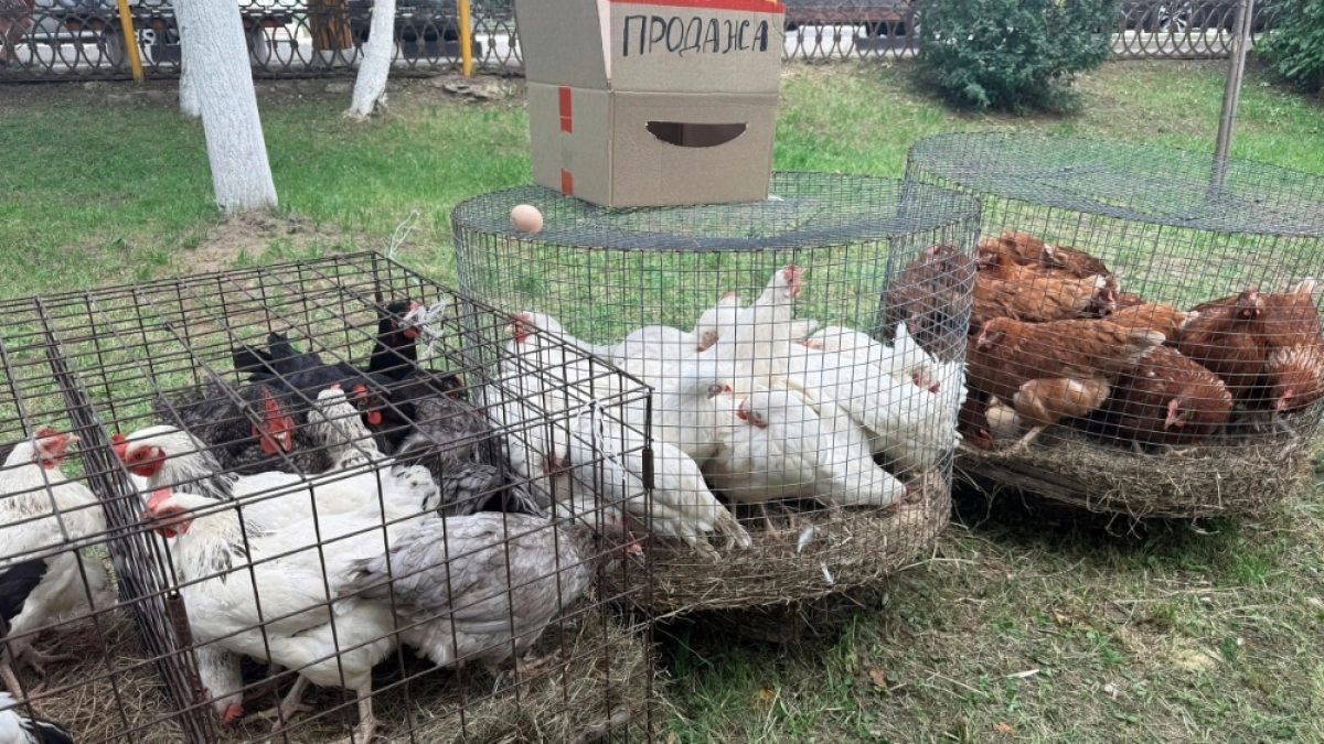 Владимирцам пояснили причину удаления объявлений о продаже животных и птицы