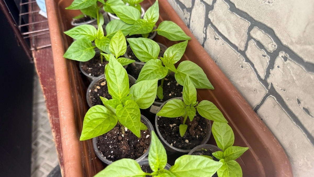 3 секрета рассады перца, о которых молчат продавцы семян — за перцами листьев не видно