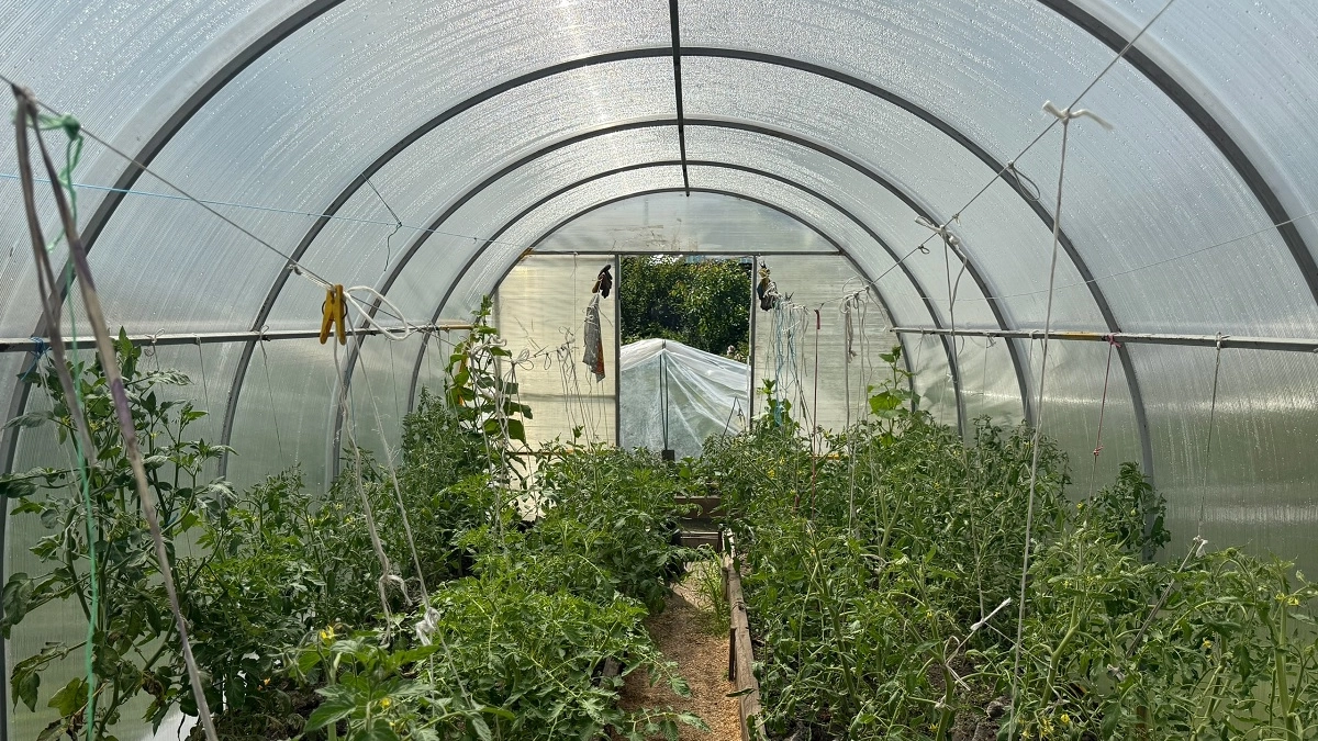 Ставить теплицу на саморезы уже не модно: все в 2026 году переходят на этот метод крепления — простоит гораздо дольше