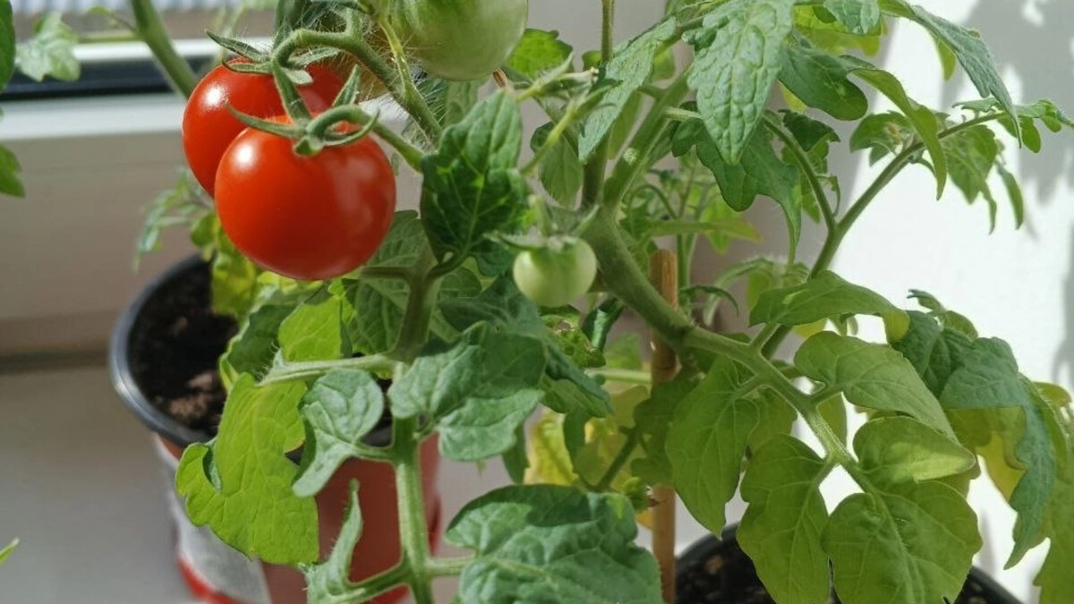 Две «стыдные» подкормки томатов, которые я делаю на протяжении всего сезона - после урожай ящиками собираю