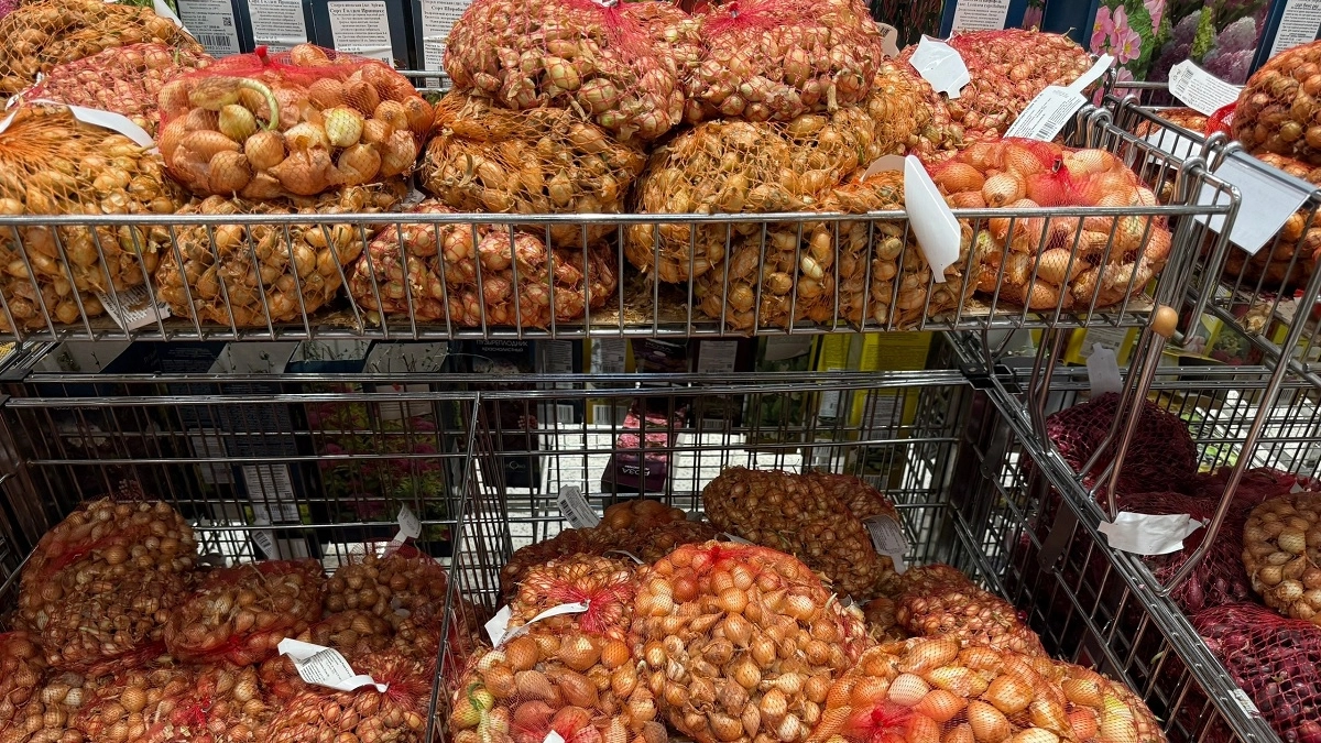 Крупный или мелкий: какой лук-севок даст рекордный урожай - советы на сезон-2026