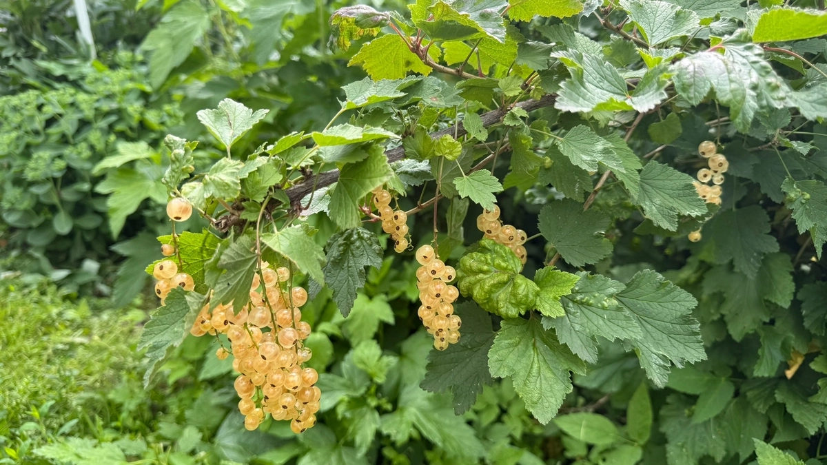 Отходы в доходы: как я превращаю картофельные очистки в лучшее удобрение для смородины