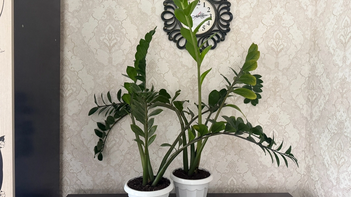 Всего 1 ложка под замиокулькас  — и листья лезут гурьбой: вот чем поливаю весной