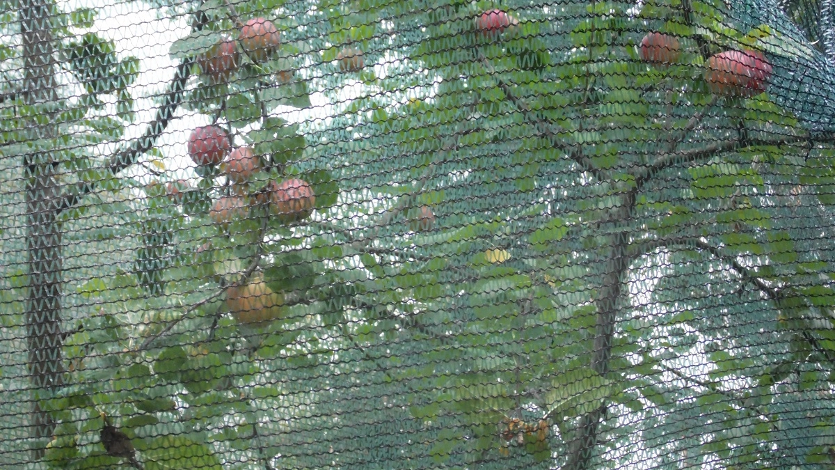 Почему ваши яблоки мелкие и кислые? Есть секрет, что положить под плодовые деревья в апреле и мае: меню для богатого урожая