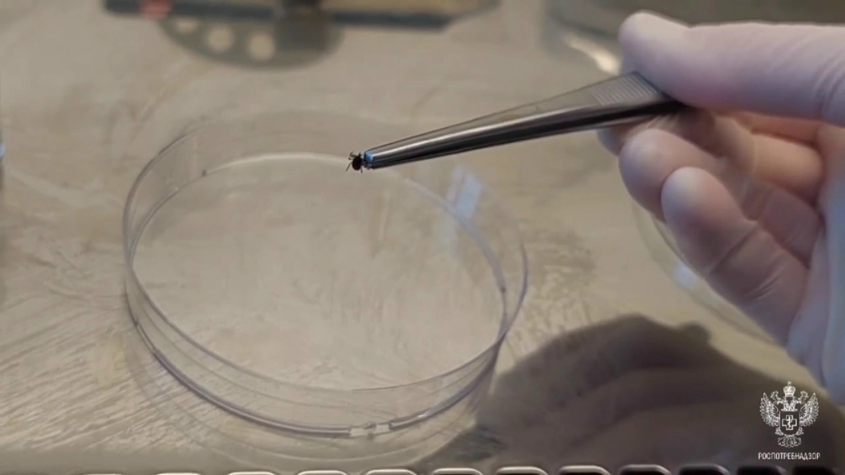 Почти 40 жителей 33-го региона пострадали от укусов клещей за неделю