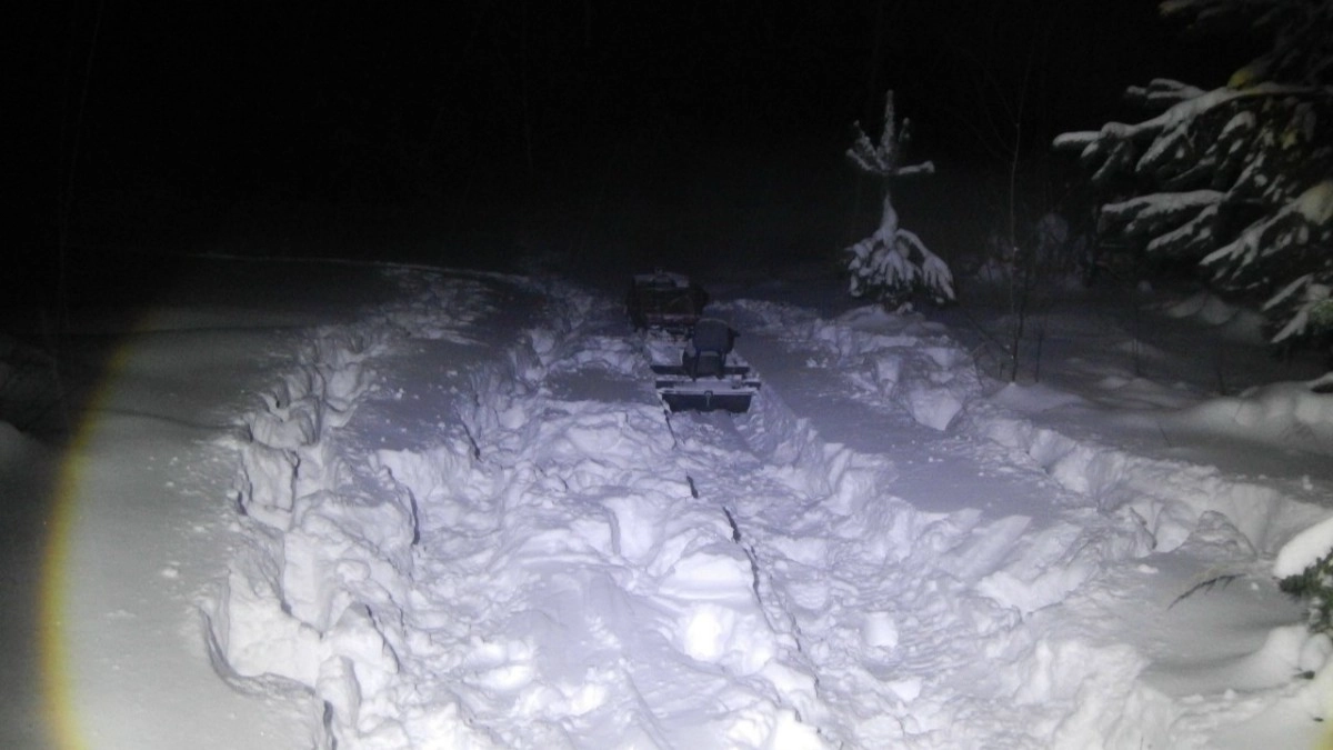 В Камешкове браконьер заплатит 100 тысяч рублей за добычу лося