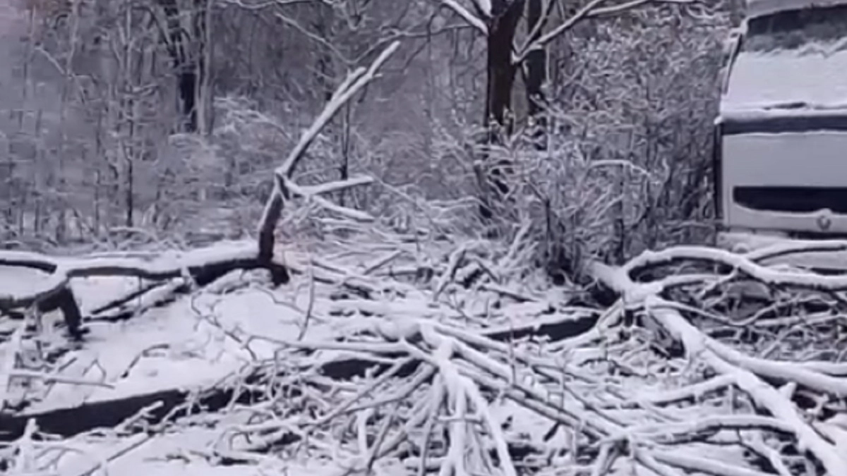 Сильный ветер во Владимире повалил деревья, повредил павильоны и электросети