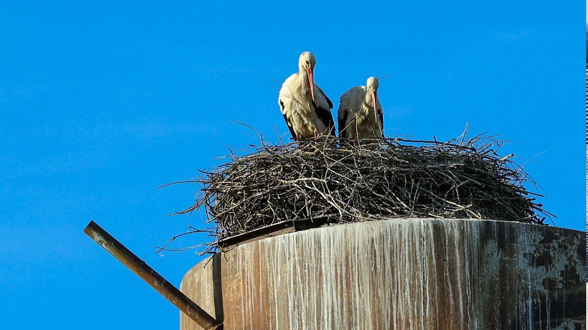 "Вернулись, родимые!": третий год жители села под Суздалем соседствуют с редкой для региона птицей