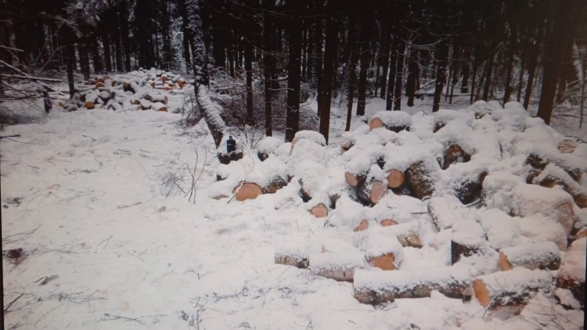 В Кольчугине мужчина заплатит почти 3 миллиона рублей за вырубку леса