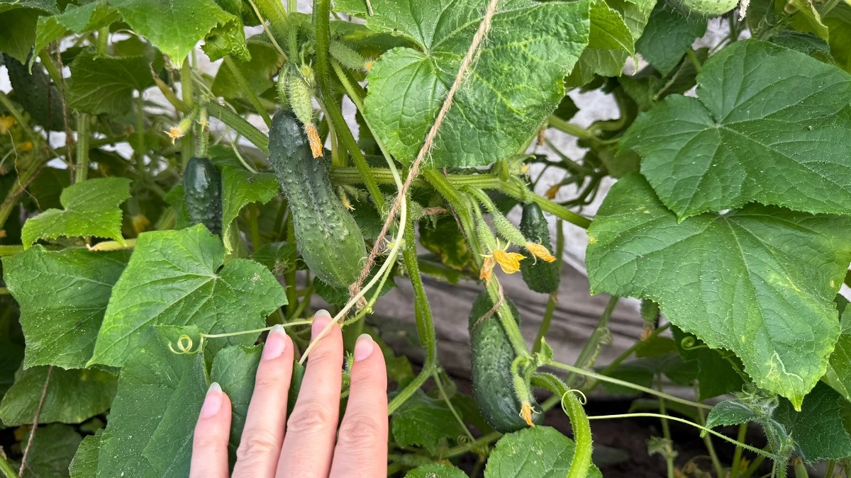 Кормлю огурцы хлебом и всегда собираю по 6-8 кг хрустящих плодов с каждого кустика: агроном раскрыл секрет