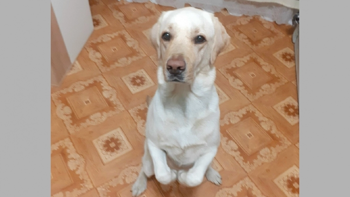 Ковровские собаки-поводыри обожают шоу о животных и энергичные танцы