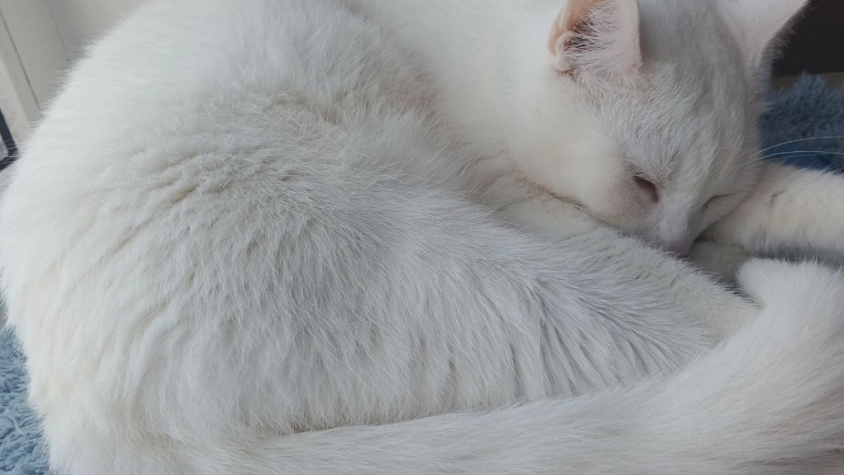 Как продлить жизнь домашнему коту в 2 раза: советы от ветеринаров, которые важно знать всем владельцам