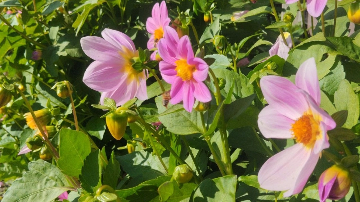 Перестаньте мучиться с рассадой: эти 5 цветов зацветут быстрее, даже если просто кинуть семена в землю