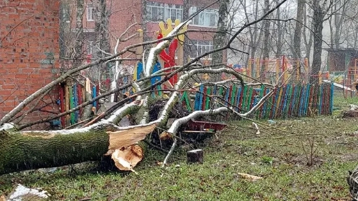  Во Владимире на прогулочную площадку в детском садике №83 рухнуло дерево