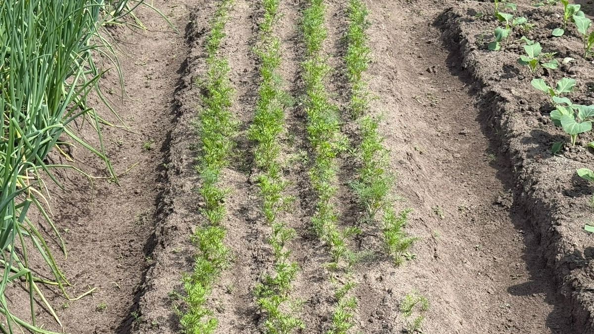 Куда «воткнуть» укроп: есть места в огороде, где укроп  вырастет хилым - не каждый опытный дачник знает это 