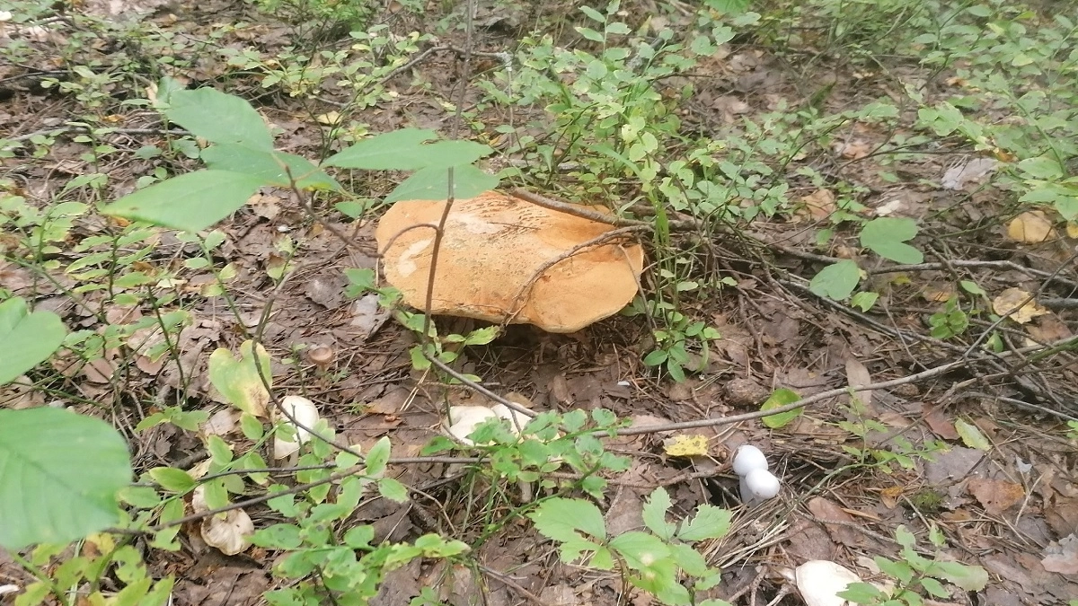 Тихая охота станет официальной: какие грибы можно будет собирать только с разрешения на «Госуслугах» - назван список 