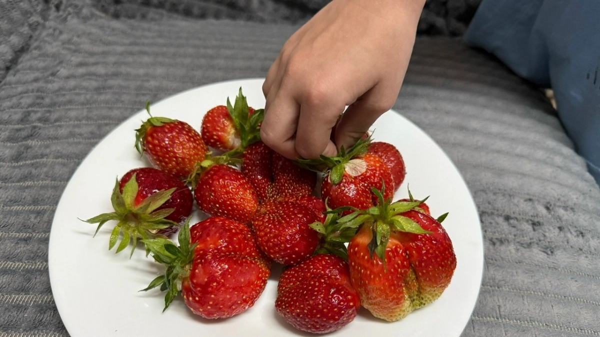 Растет как на дрожжах, сахарная и крупная: 3 скороспелых сорта клубники для нетерпеливых дачников