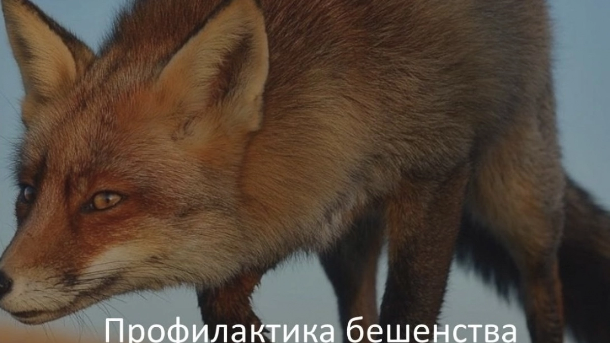 С начала года во Владимирской области выявили 12 очагов бешенства