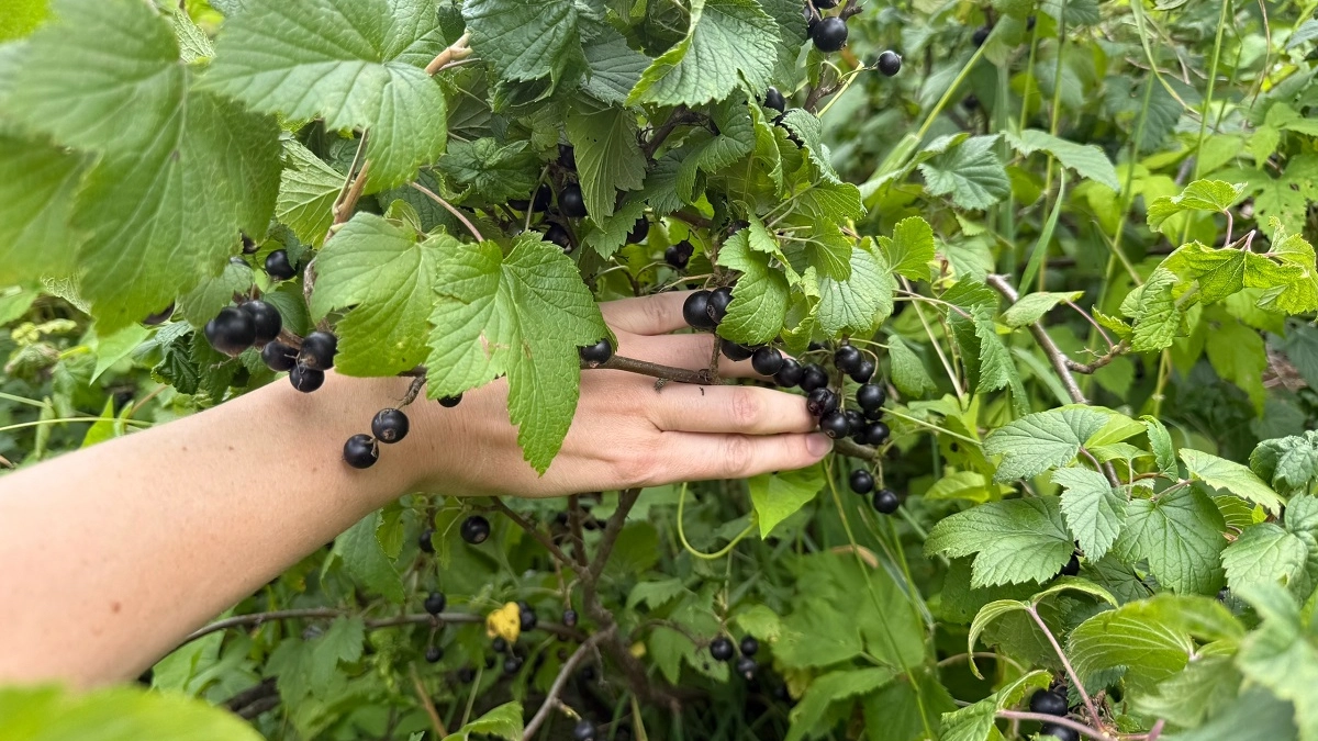 Обрезка на пень: когда смородину и крыжовник нужно срезать под корень — и как это делать правильно