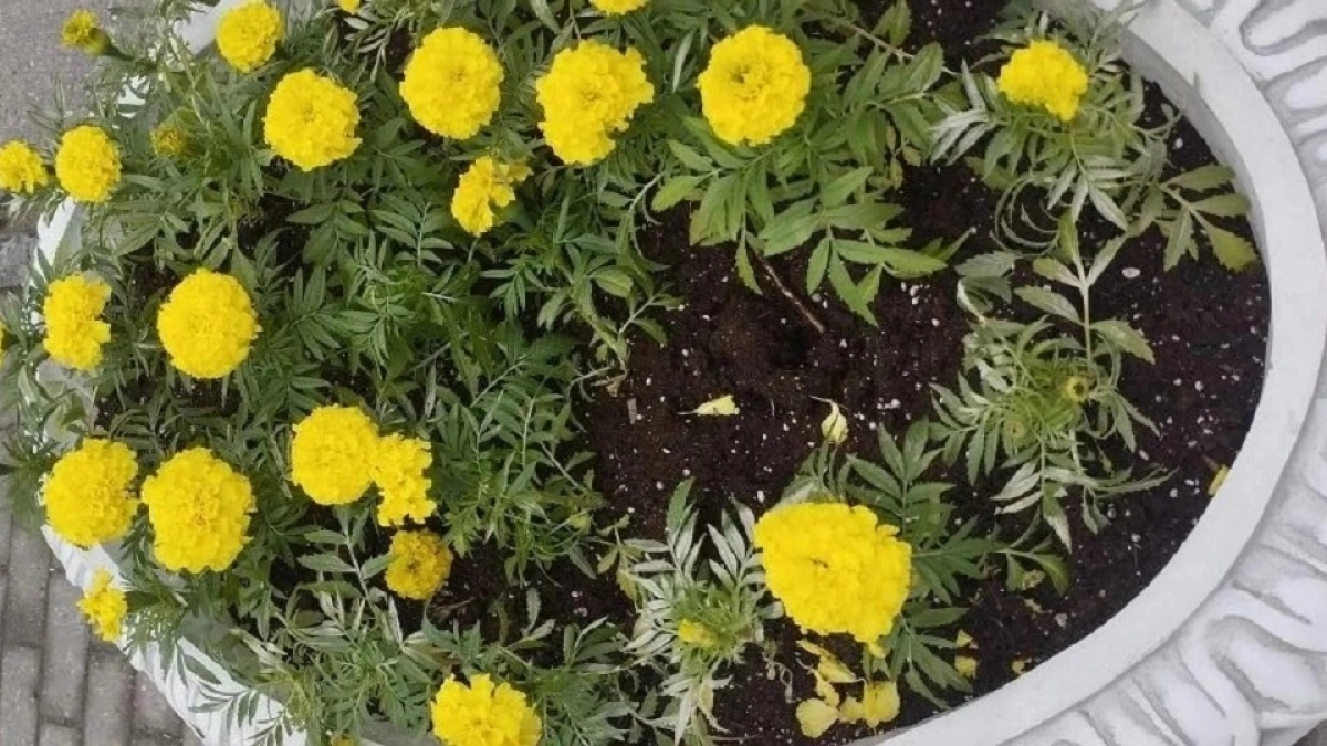 Во Владимире вандалы продолжают уничтожать клумбы и цветники