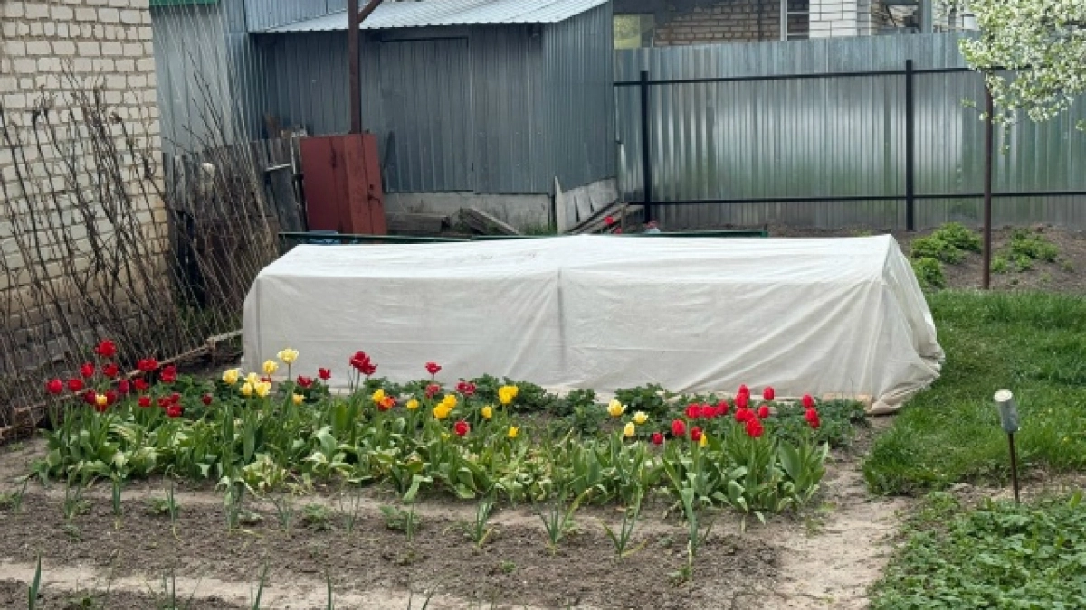 Ночное похолодание убьёт ваш урожай: как спасти посадки простым опрыскиванием - чудо-эликсир работает безотказно