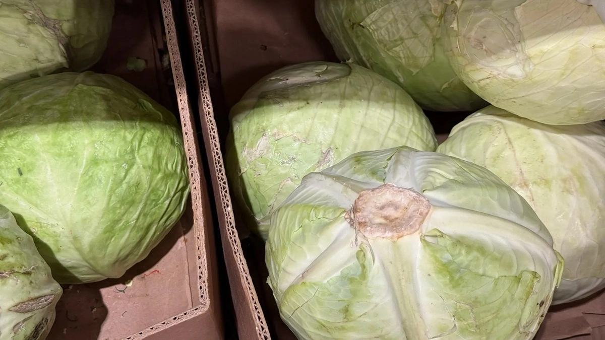 Дешёво и невероятно вкусно: как сделать из простой капусты изысканный горячий перекус
