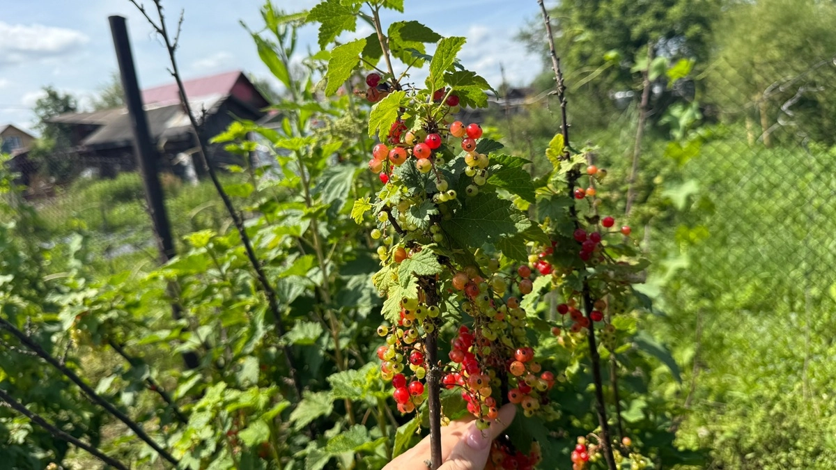 Одна подкормка после цветения — и смородина вырастет размером с 5-рублёвую монету, а ветки согнутся под тяжестью ягод