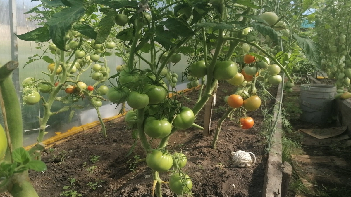 Запомните эти 2 продукта — и ваши помидоры перестанут болеть и будут расти как бешеные