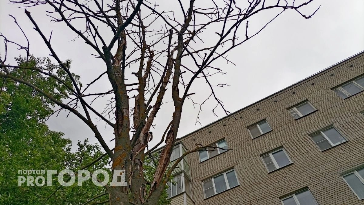 В областном центре 33-го региона из-за изумрудной златки вырубили 2784 дерева