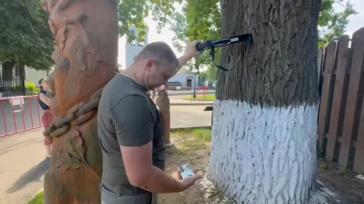 Черешчатому дубу во Владимире сделали «УЗИ»