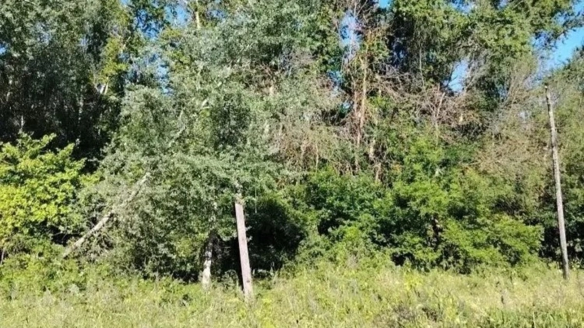 В Красной Горбатке дерево упало на провода ЛЭП