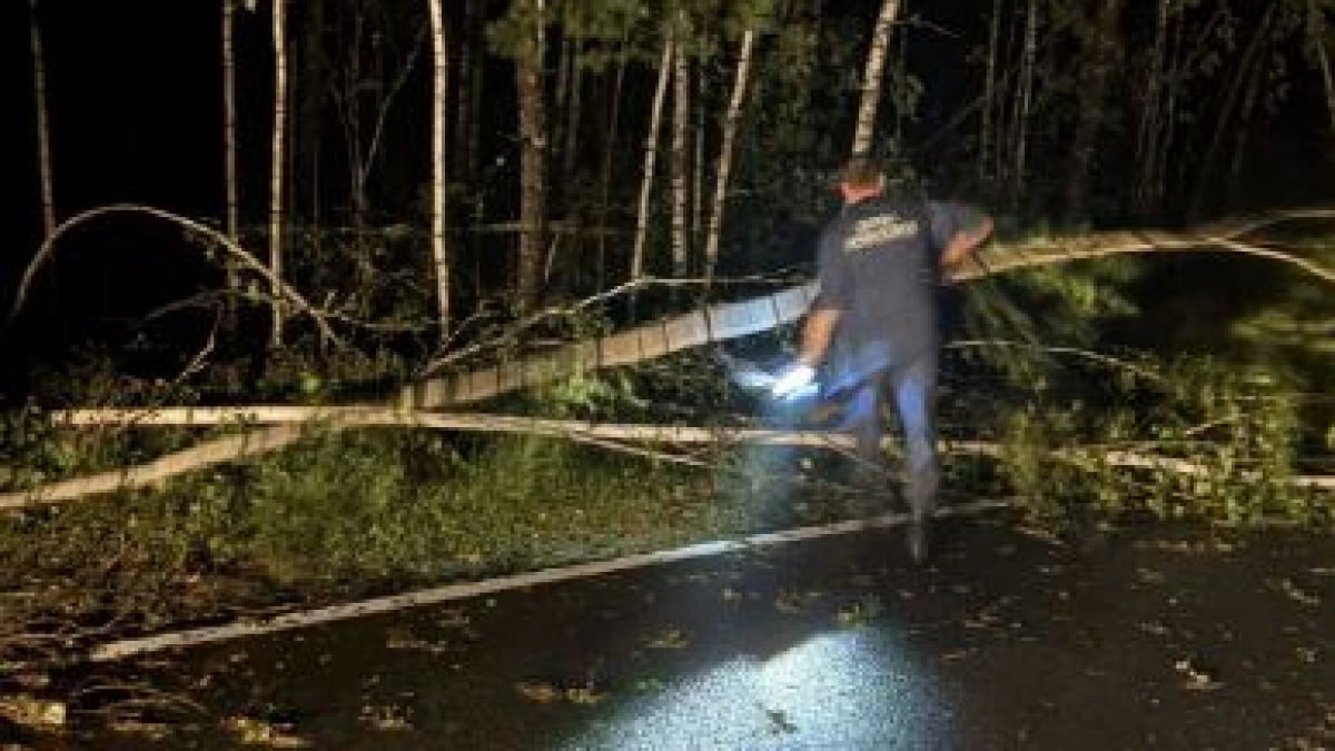 В Гусь-Хрустальном округе из-за непогоды на дорогу рухнули деревья