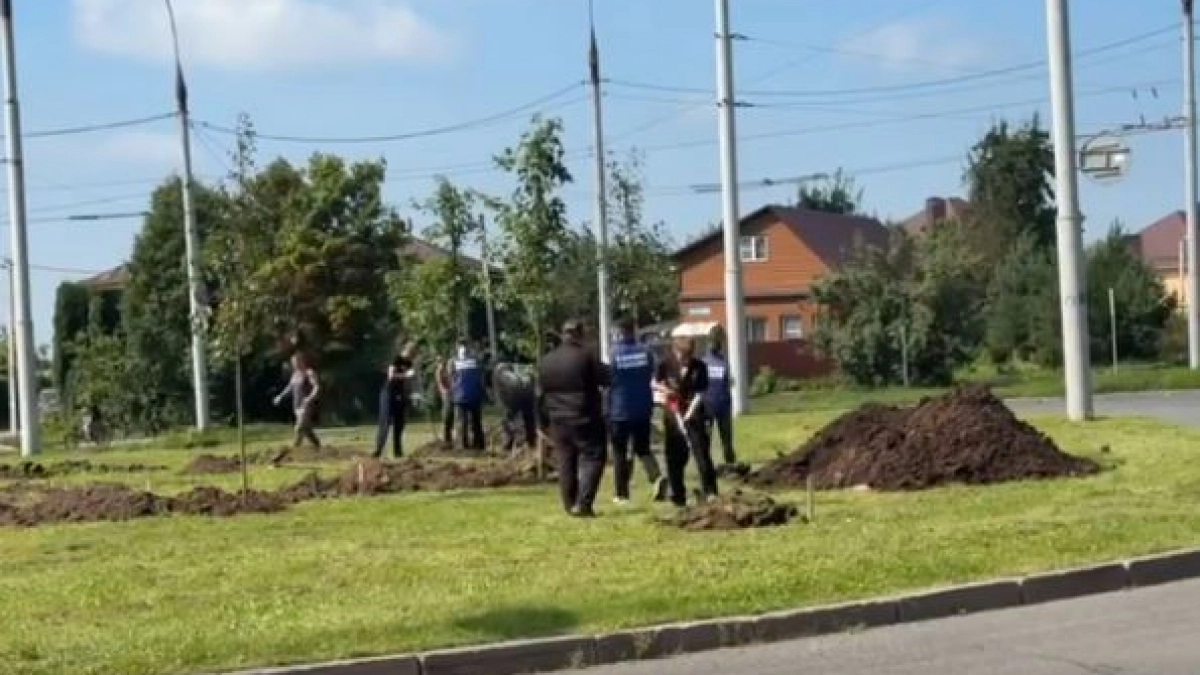 Во Владимире на улице Комиссарова высадят 40 пирамидальных тополей