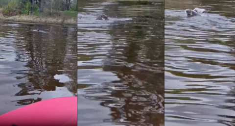 В Клязьме на территории Собинского района сняли на видео водное сражение двух бобров