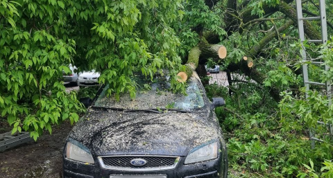 Во Владимире на улице Северной на легковой автомобиль упало дерево