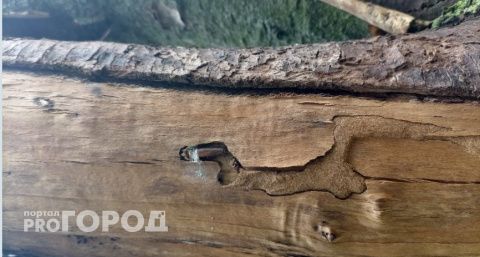 В Селивановском районе установлен фитосанитарный карантинный режим