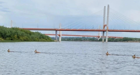 Под Муромом наблюдали заплыв косуль по Оке
