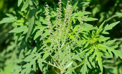 Во Владимире уже принимают меры по борьбе с вредоносной амброзией