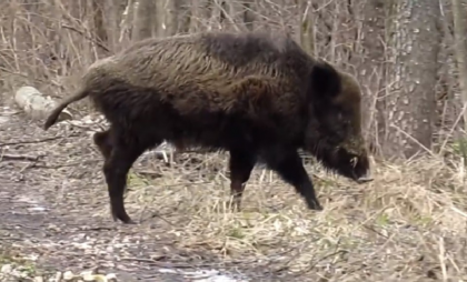 Кабаны вышли на прогулку в заказнике Вязниковского района