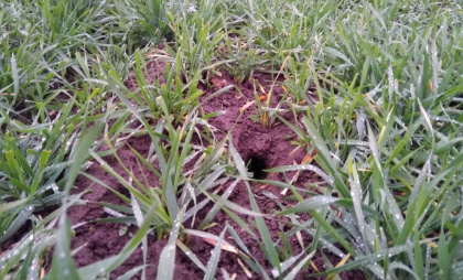 Владимирский Россельхозцентр озабочен перспективами нового урожая из-за грызунов