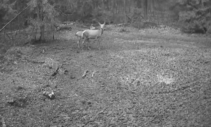 Видеоловушка в Киржачском районе запечатлела сцену заботы оленихи о детёныше