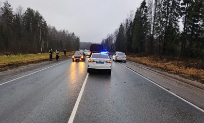 В Судогодском районе водитель по дороге в Гусь-Хрустальный сбил лося