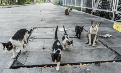 С начала года во Владимирской области применили более 250 тысяч вакцин от бешенства