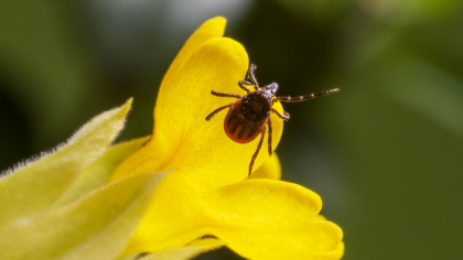 Во Владимирской области от укусов клещей пострадали пять человек