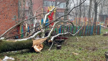  Во Владимире на прогулочную площадку в детском садике №83 рухнуло дерево