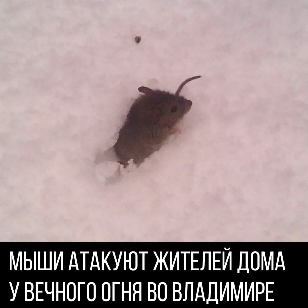 Во Владимире мыши атакуют жителей дома около Вечного огня 