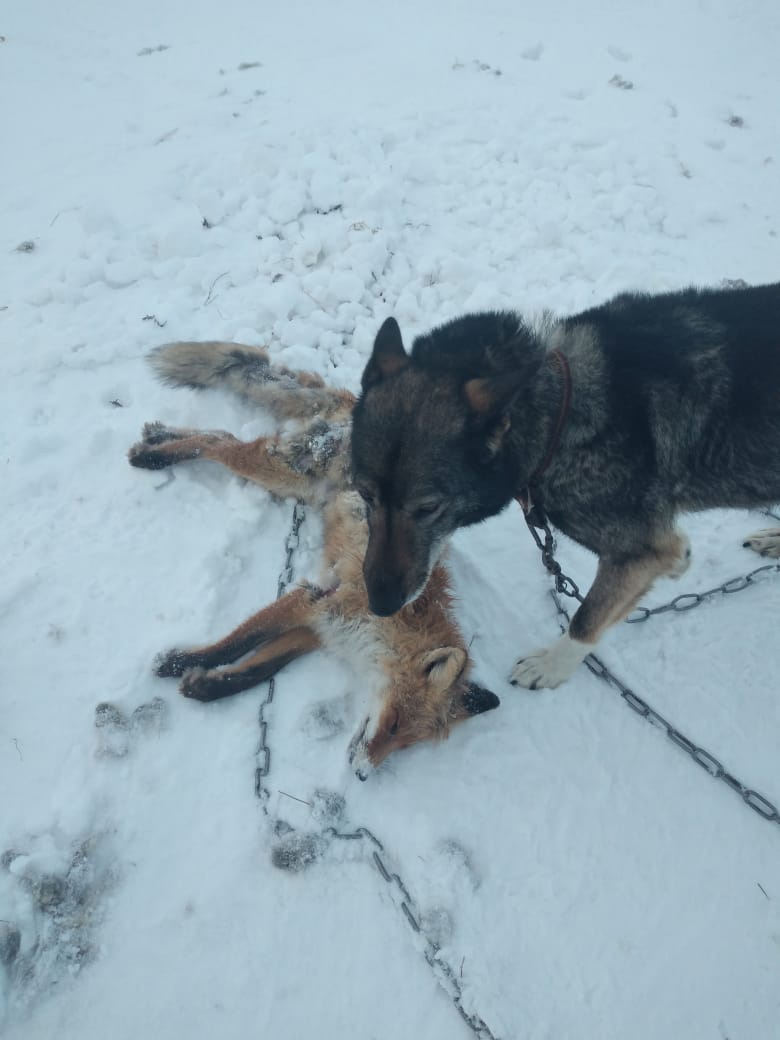 В Юрьев-Польском собаки задрали лису