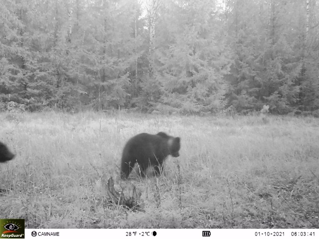 Во Владимирской области в фотоловушку попали два медвежонка